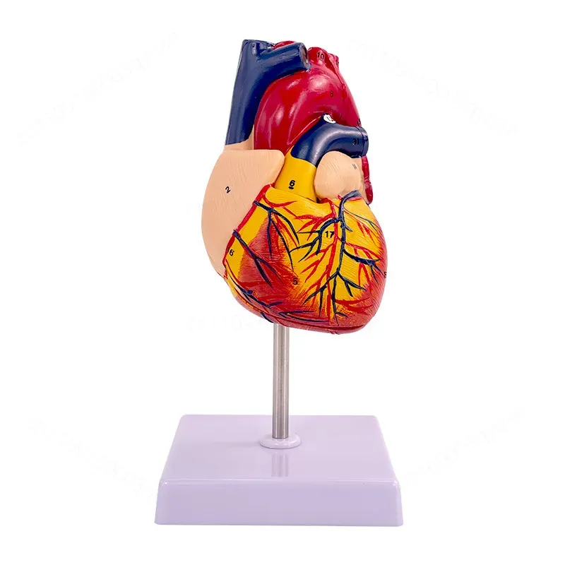 Medical Lab Ultrasound - 1:1 Human Heart Anatomy Model B