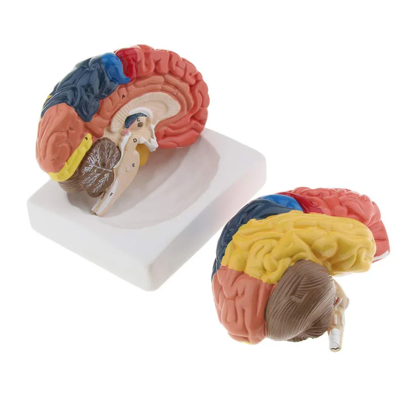 Life Size Anatomical Human Bra - Medical Lab Supplies recension och pris