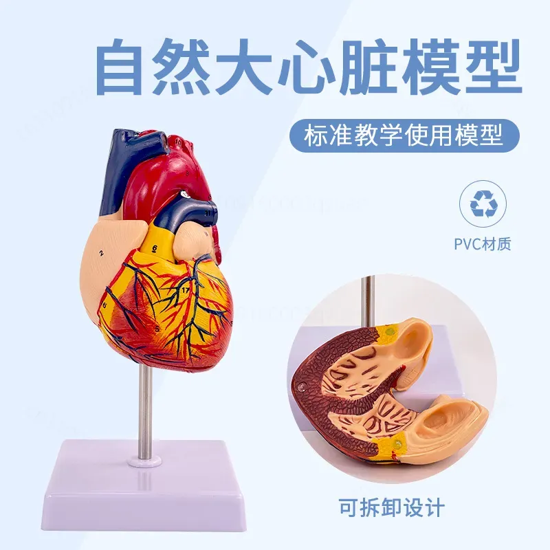1:1 Human Heart Anatomy Model  - Medical Lab Ultrasound recension och pris