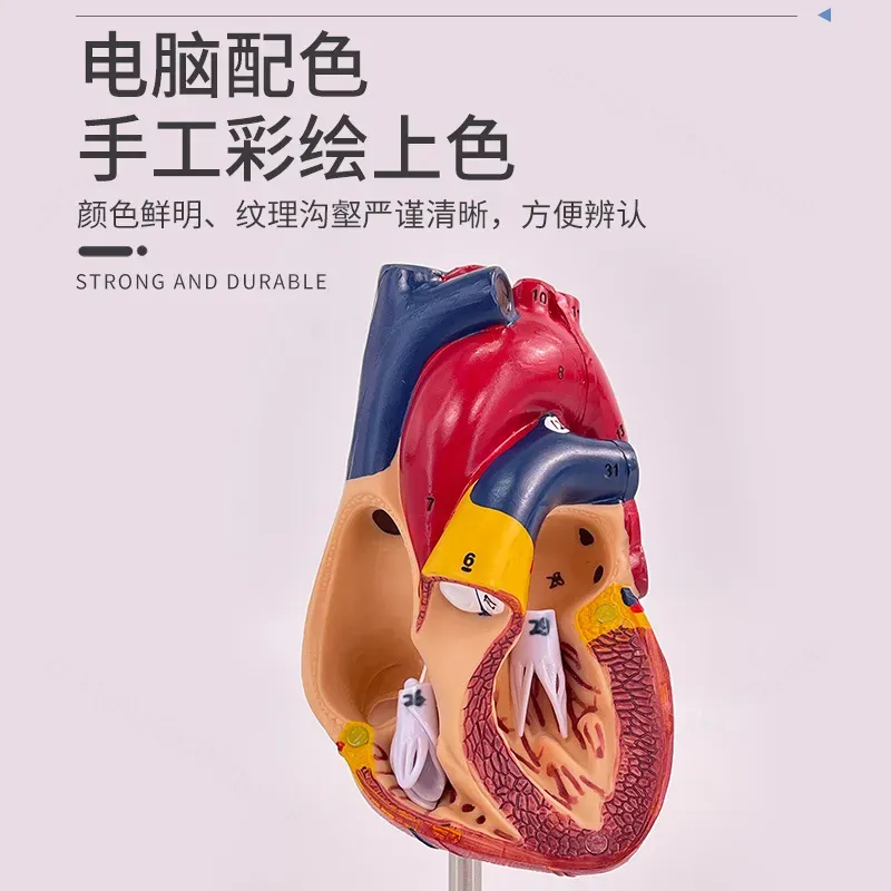 1:1 Human Heart Anatomy Model  - Medical Lab Ultrasound recension och pris