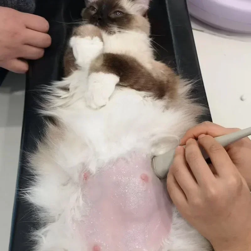 Small size    Animal Xray mach - Veterinary X-Ray recension och pris