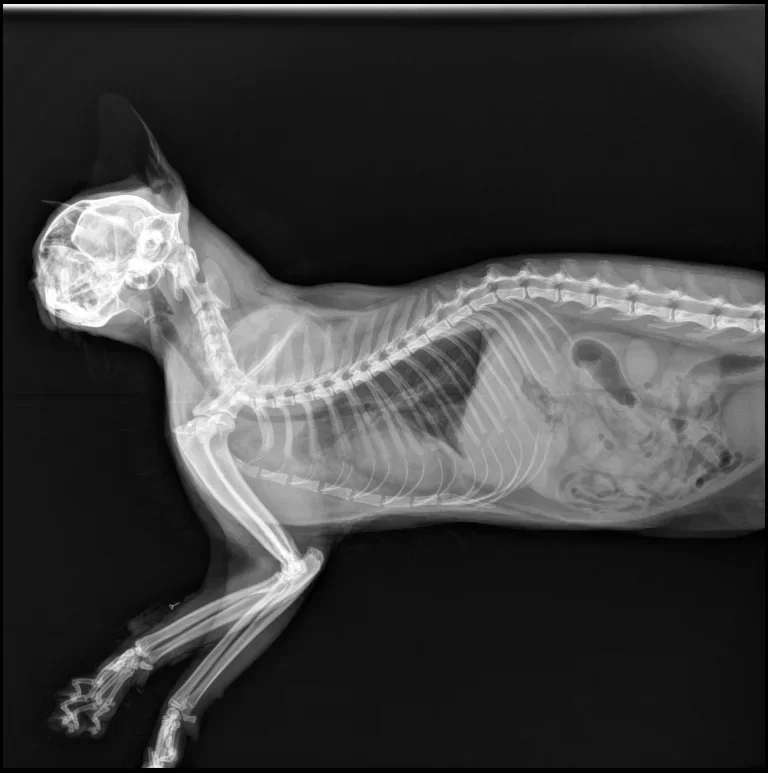 17*17 Flat Panel Detector Vete - Veterinary X-Ray recension och pris